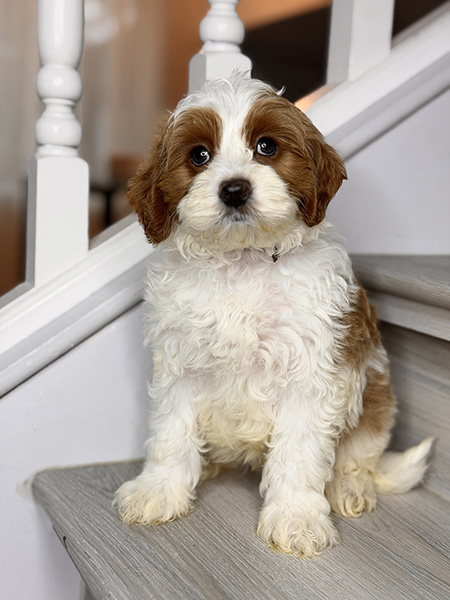 Australian Labradoodle puppy from Daisy & LEO litter