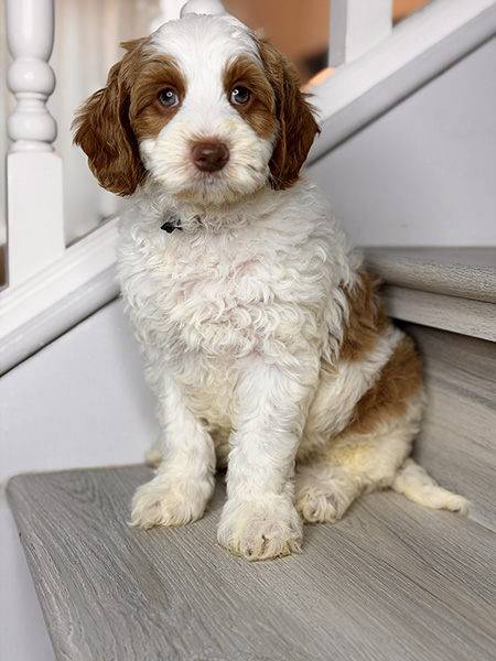 Australian Labradoodle puppy from Daisy & LEO litter