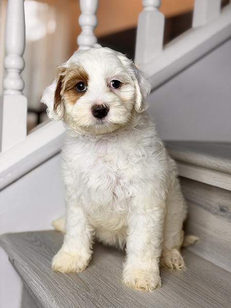 Australian Labradoodle puppy from Daisy & LEO litter