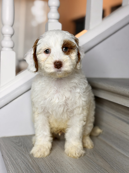 Australian Labradoodle puppy from Daisy & LEO litter