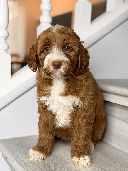 Australian Labradoodle puppy from Daisy & LEO litter