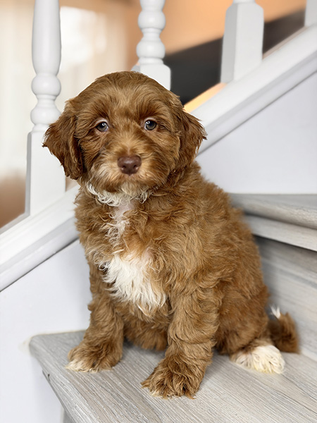 Australian Labradoodle puppy from Daisy & LEO litter