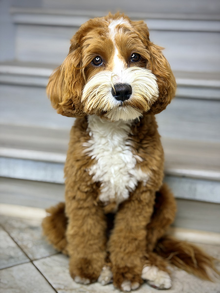 Australian Labradoodle dam (mother dog) — Adorable Labradoodle