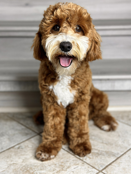 Australian Labradoodle dam (mother dog) — Adorable Labradoodle