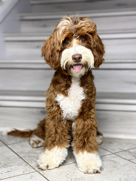 Australian Labradoodle dam (mother dog) — Adorable Labradoodle