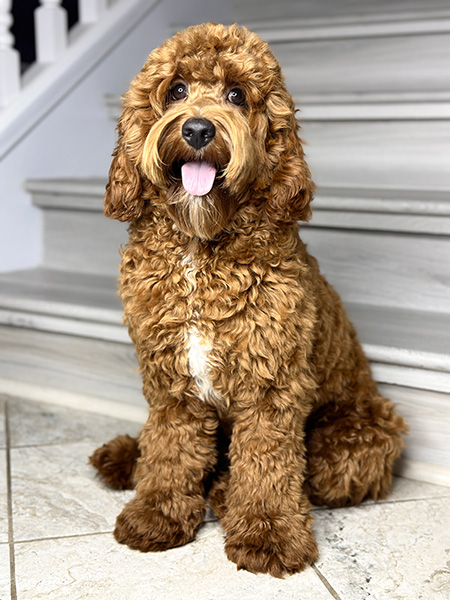Australian Labradoodle dam (mother dog) — Adorable Labradoodle