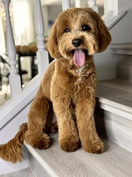 Australian Labradoodle dam (mother dog) — Adorable Labradoodle