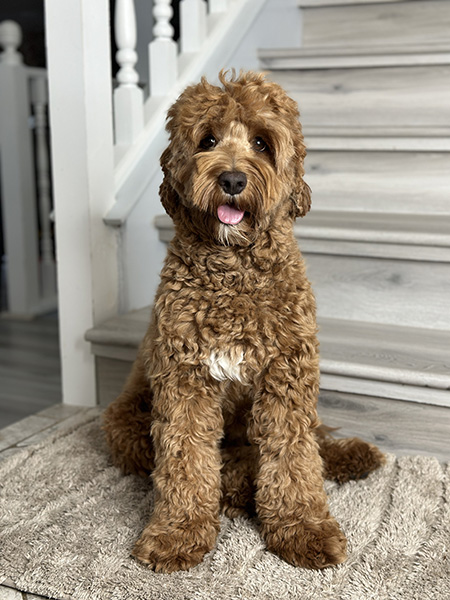 Australian Labradoodle dam (mother dog) — Adorable Labradoodle