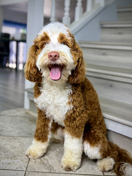 Australian Labradoodle sire (father dog) — Adorable Labradoodle