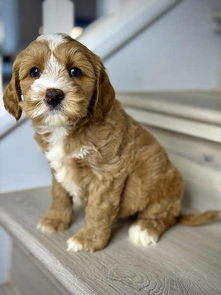 Australian Labradoodle puppies — Current Litters