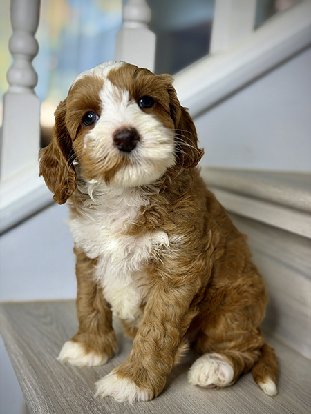 Australian Labradoodle puppies — Current Litters