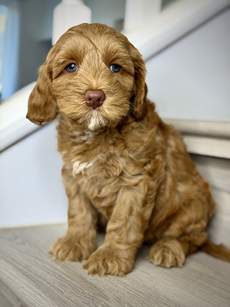 Australian Labradoodle puppies — Current Litters