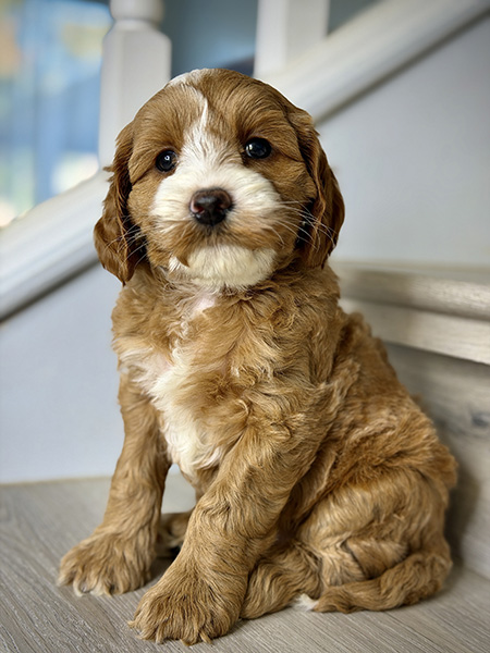 Australian Labradoodle puppies — Current Litters
