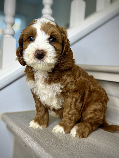 Australian Labradoodle puppies — Current Litters