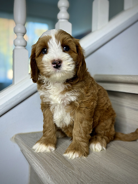 Australian Labradoodle puppies — Current Litters