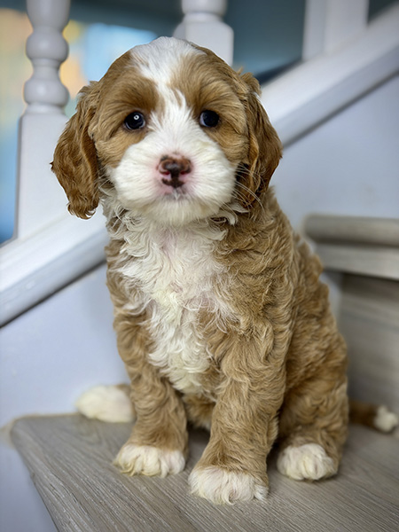 Australian Labradoodle puppies — Current Litters